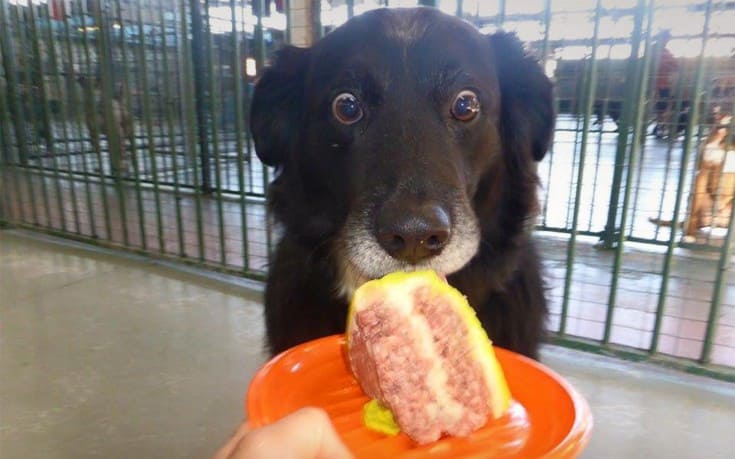 Dog sees a meat cake
