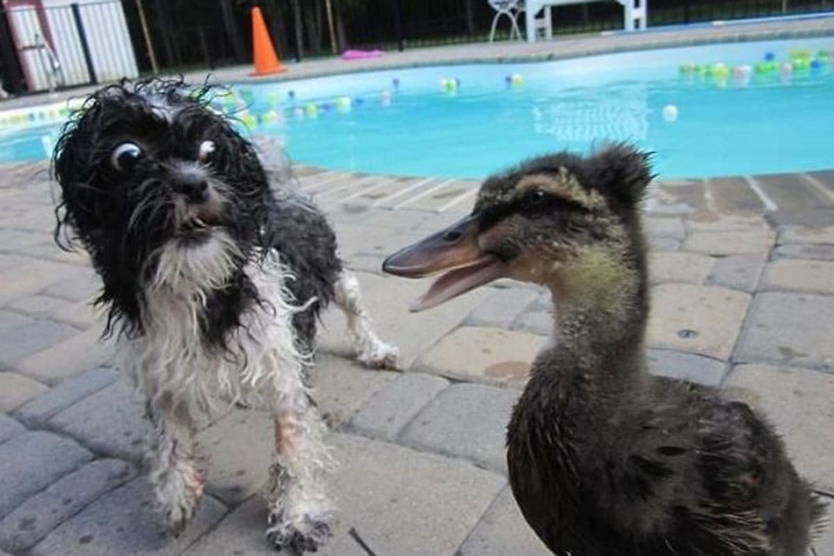 Dog scared of a duck