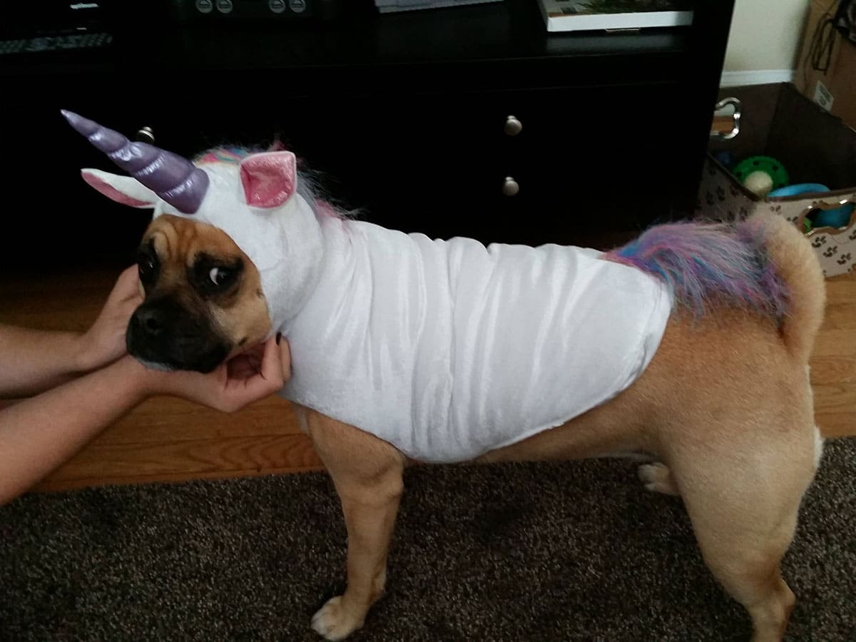 Dog dressed as a unicorn