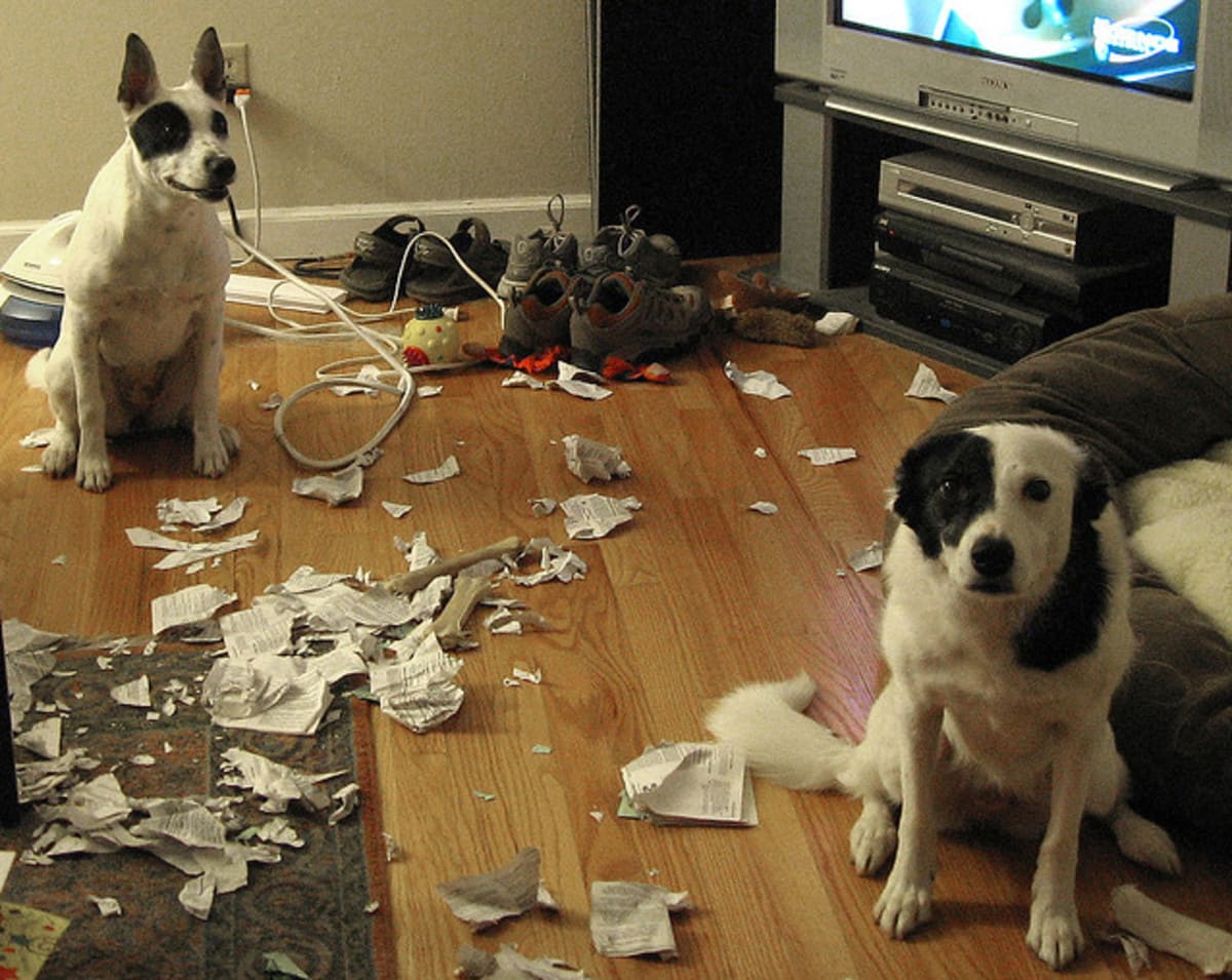 Dogs ripped up a magazine