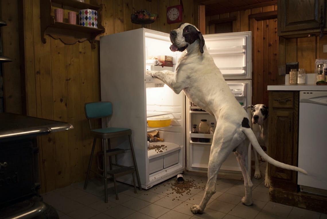 Dog caught digging in the fridge
