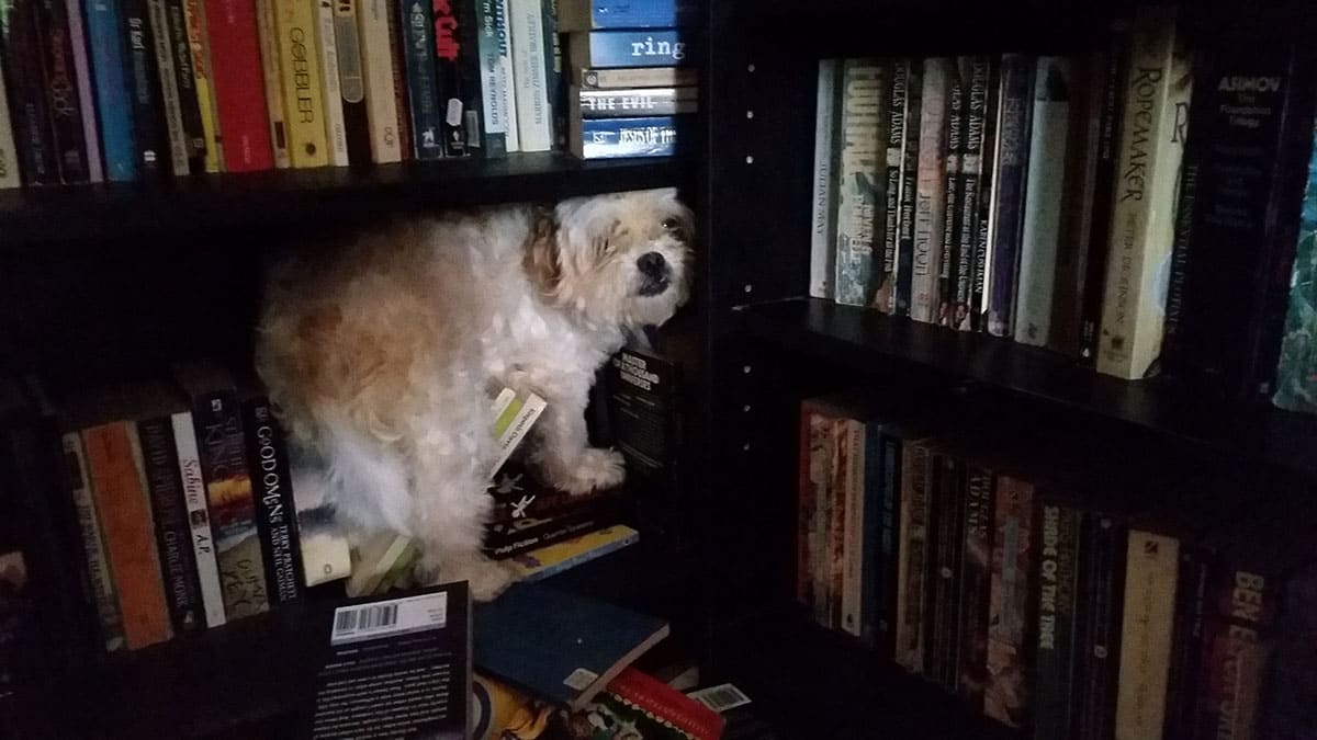 Dog hiding in a bookshelf