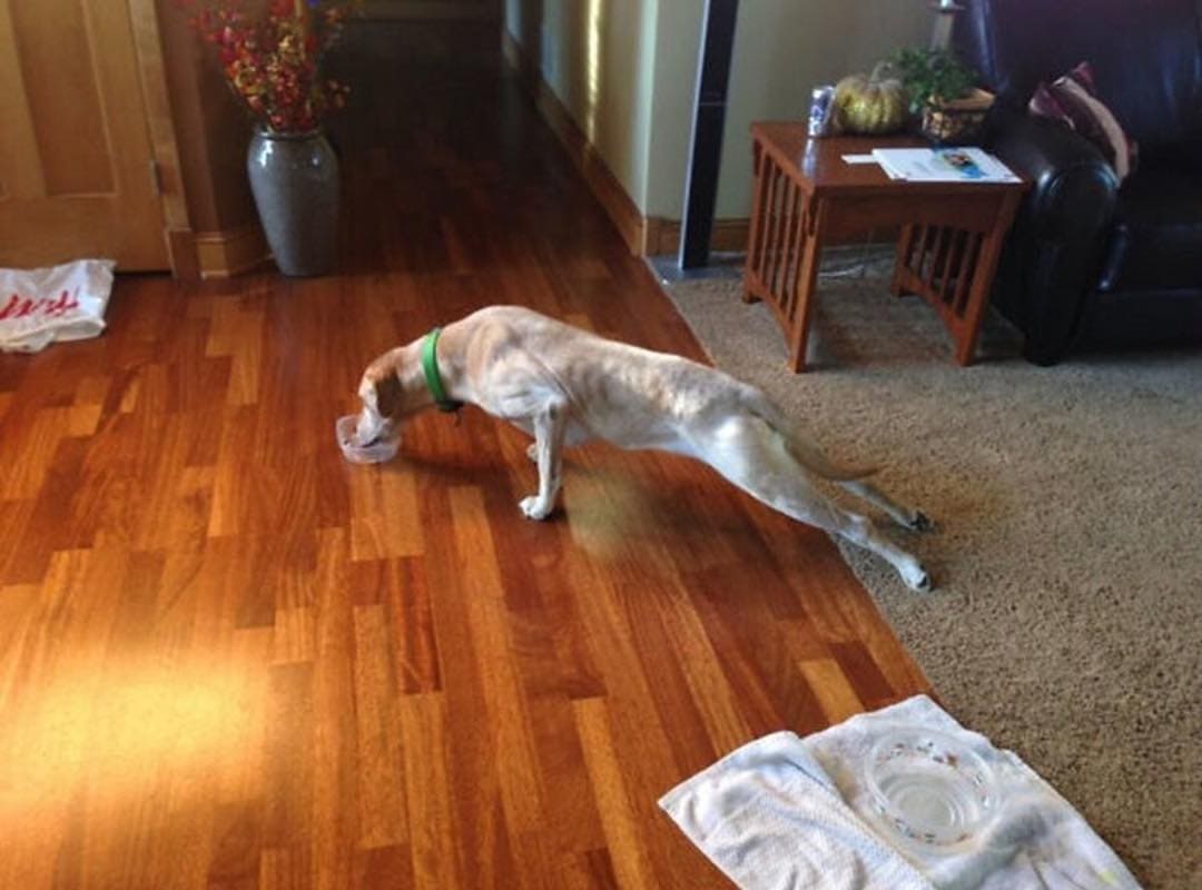 Dog avoiding touching the floor
