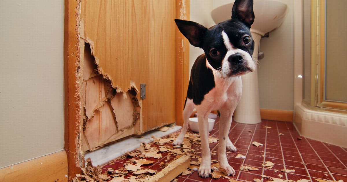 Dog chewed a door