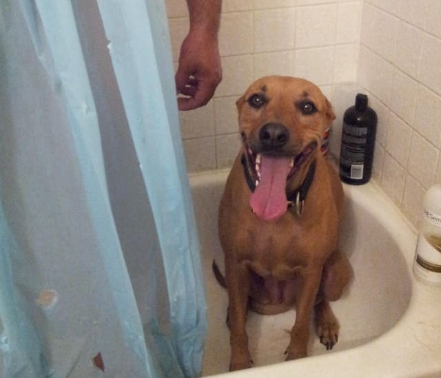 Dog in a bath