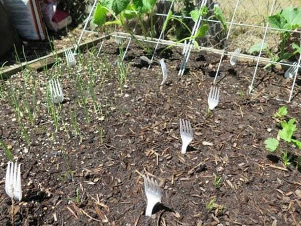  Plastic Forks beneath the soil