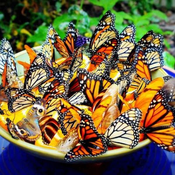  Butterflies feeing bowl