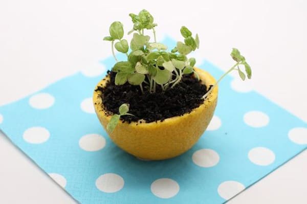  Lemon Peels as a temporary plant pot