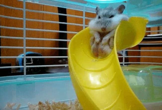 Chubby hamster going down a slide