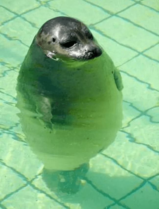 Fat seal in a pool