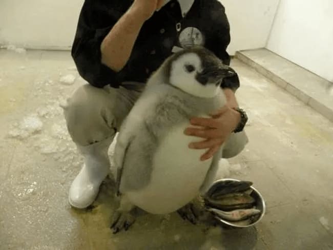 Someone crouching behind a fat penguin 