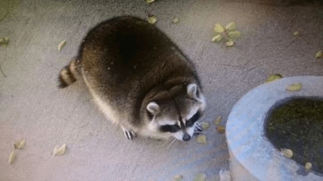 A picture raccoon