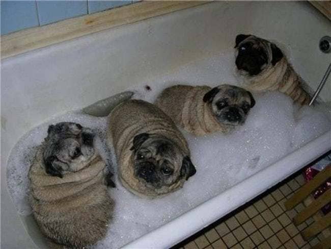 Bathtub with four fat pugs in the bathwater 