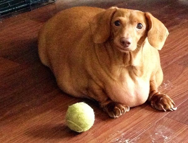 Fat dachshund lying on the floor 
