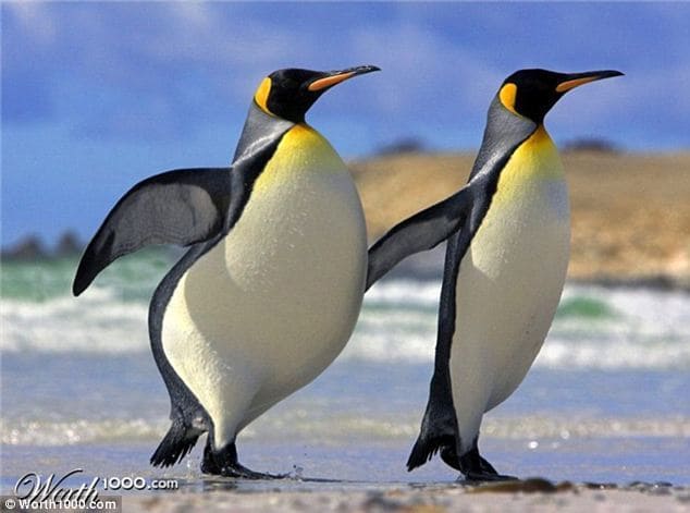 Two penguins walking side by side, one of them is fatter than the other