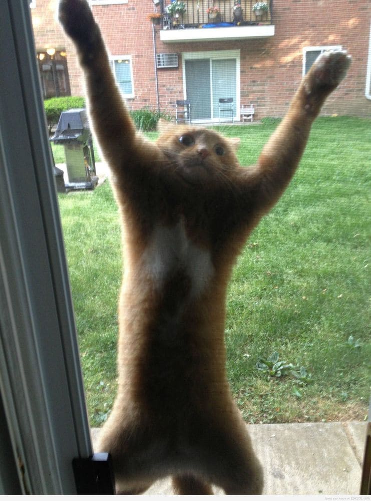 Cat against a window 