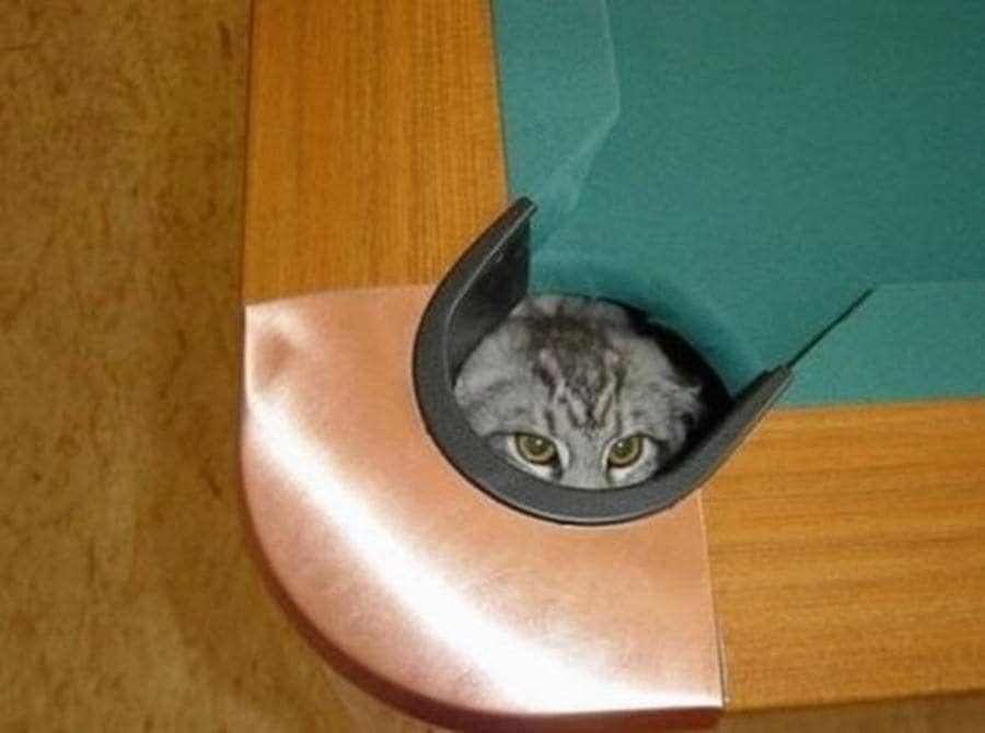 A cat’s head popping out of a pool table hole 