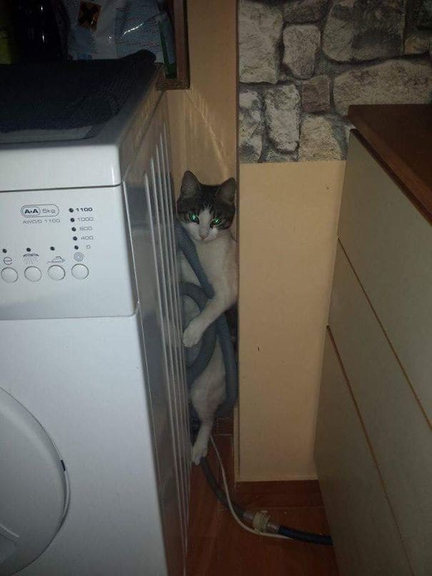 A cat that fell behind a washing machine 