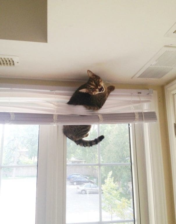 A cat caught in between curtain shades 