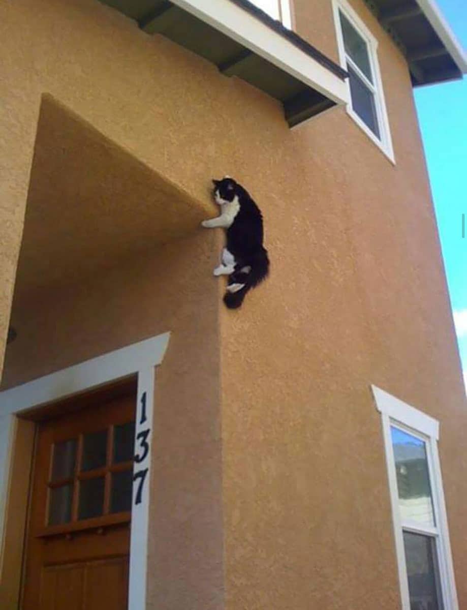 Cat stuck on the exterior wall of the house
