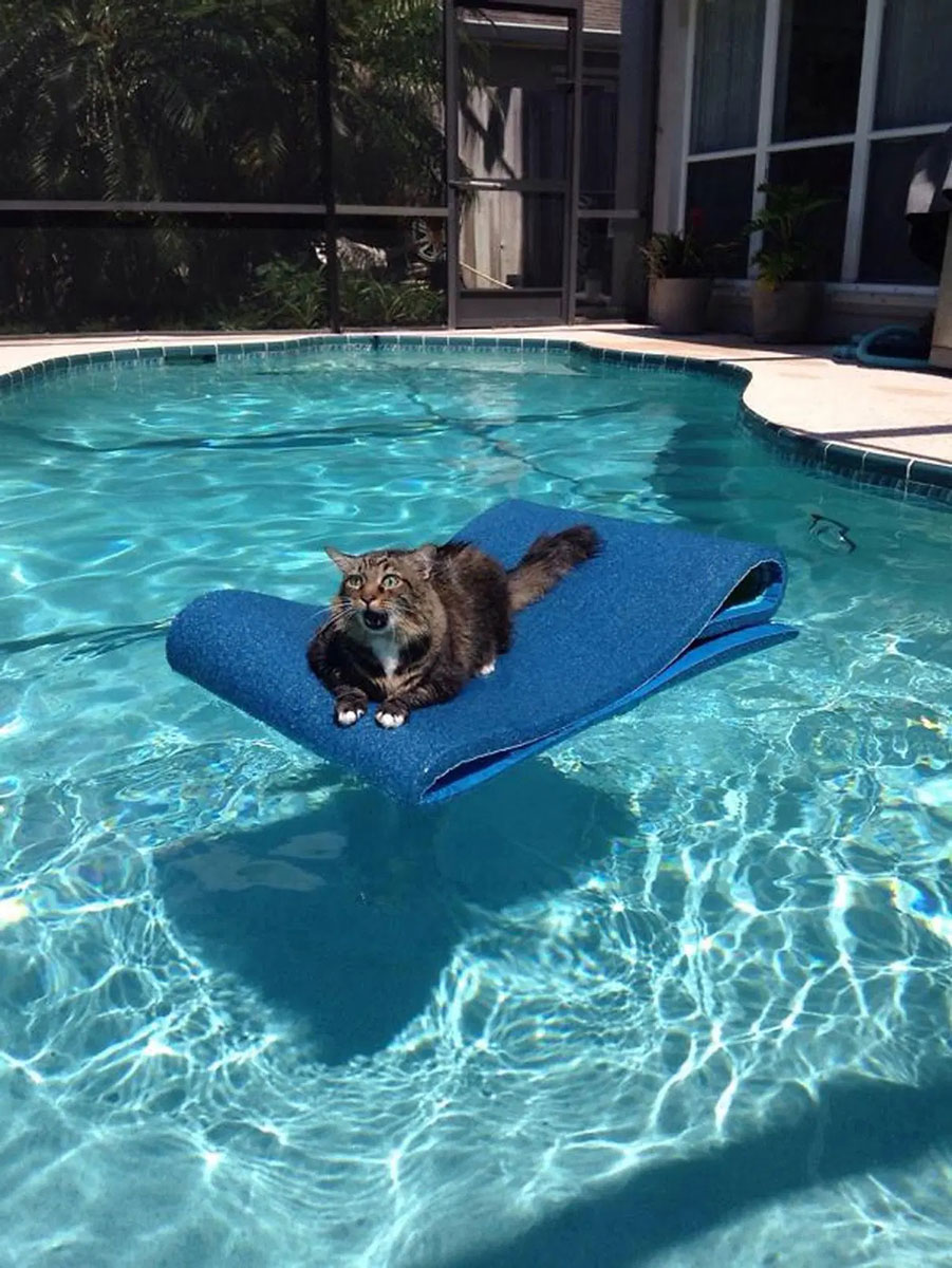 A cat on a mattress in the pool