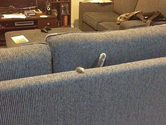 Cat stuck between sofa pillows