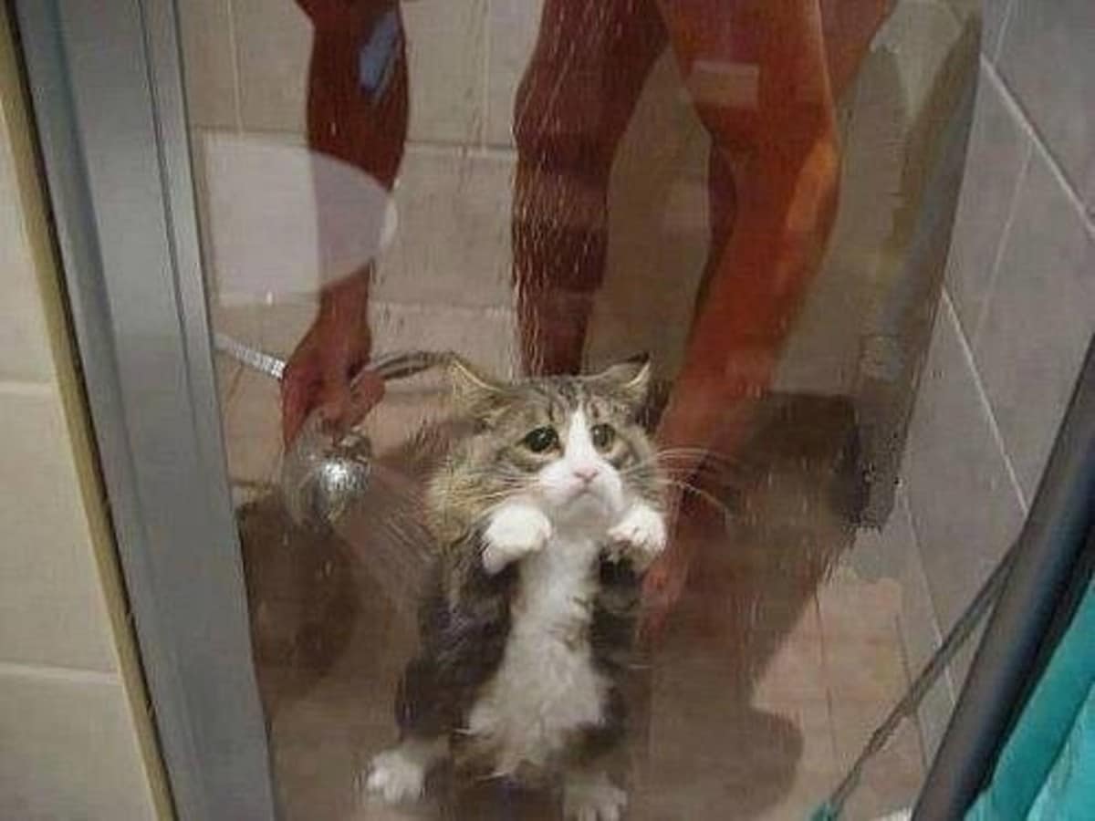 Someone showering their cat