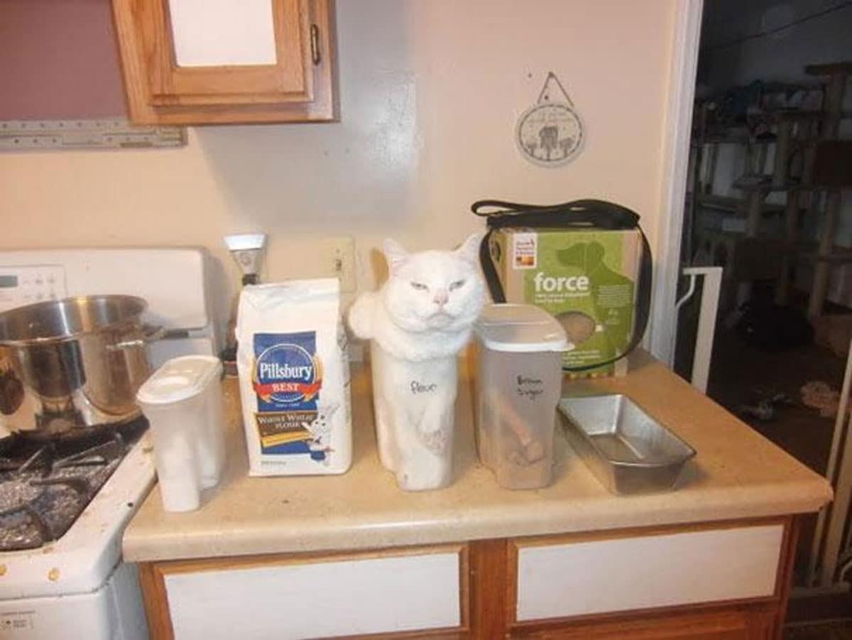 Cat in a flour tub