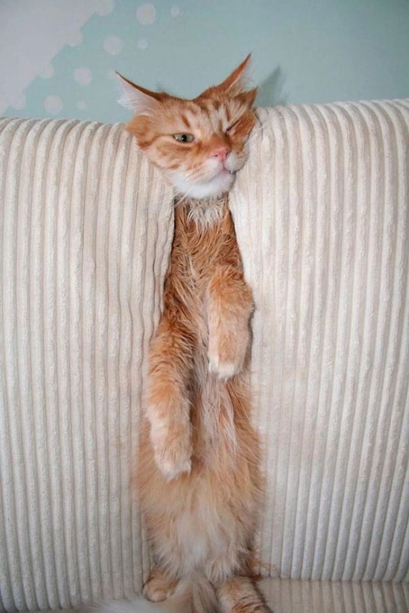 A cat squished between sofa cushions