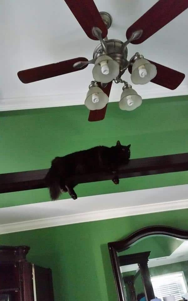A cat lying on a ceiling board