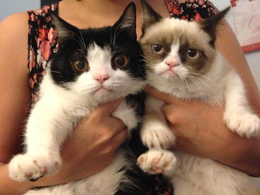 Grumpy Cat and her brother Pokey. 