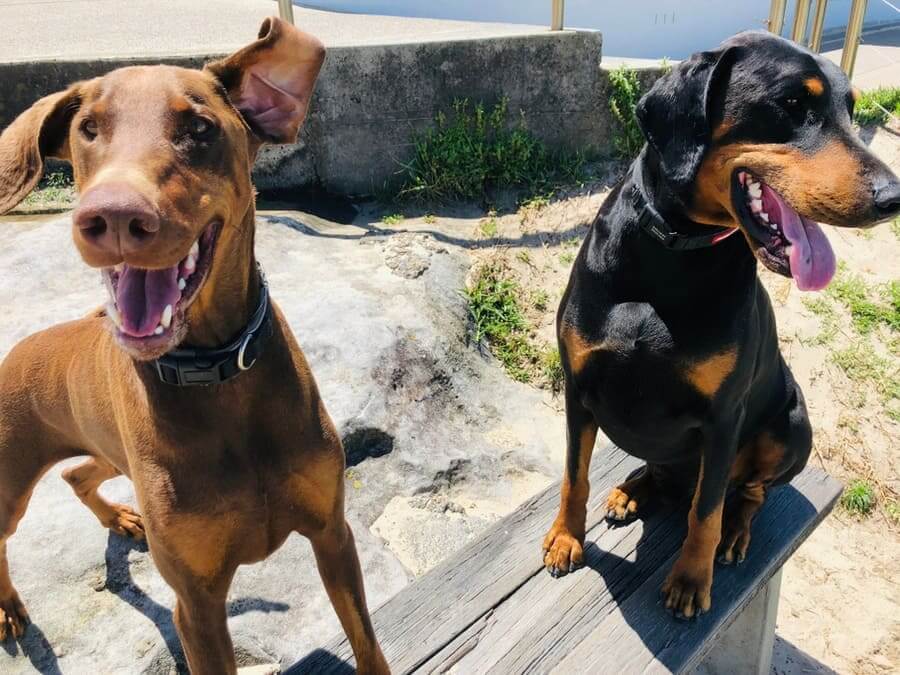 Two dogs are sitting on a bench looking excited.