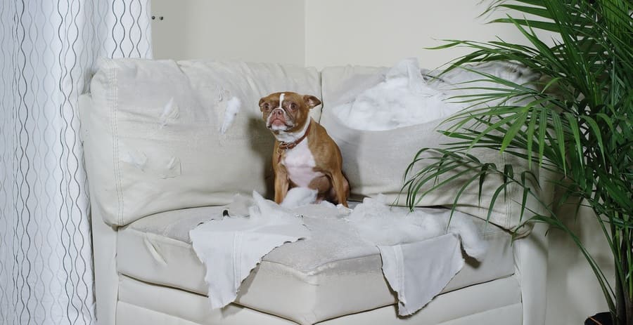Boston Terrier is sitting on a torn-up white corner couch. 