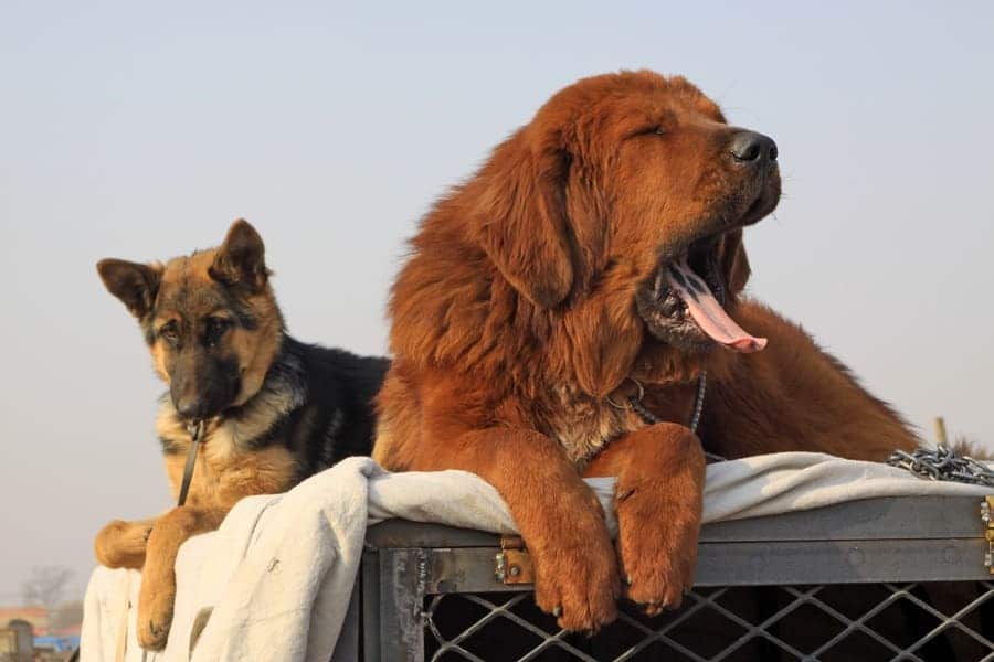 A large fluffy dog is yawning while sitting in front of a German Shepard. 