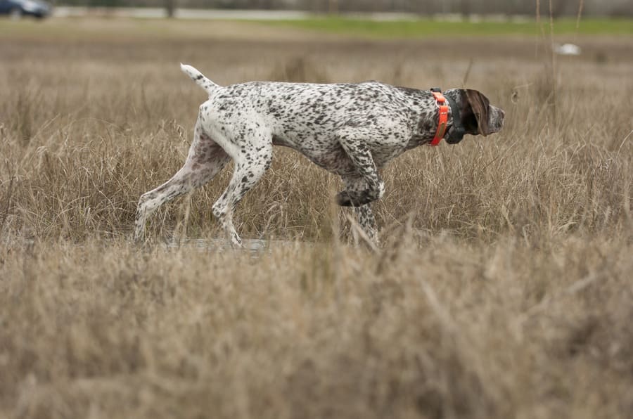 A German Shorthaired pointer dog in the grass pointing. 