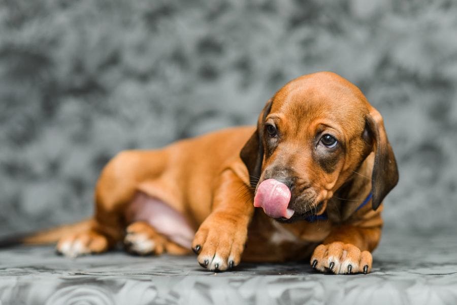 Rhodesian Ridgeback puppy with his tongue out and a sad puppy face on. 