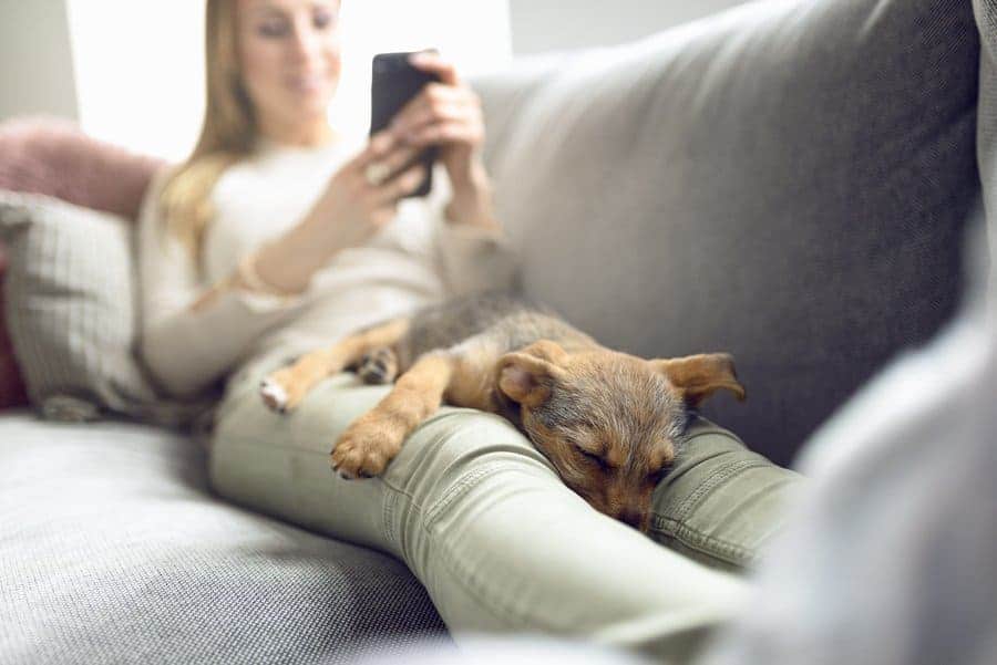A puppy sleeping on his owner’s lap while she sits on her phone on the couch. 