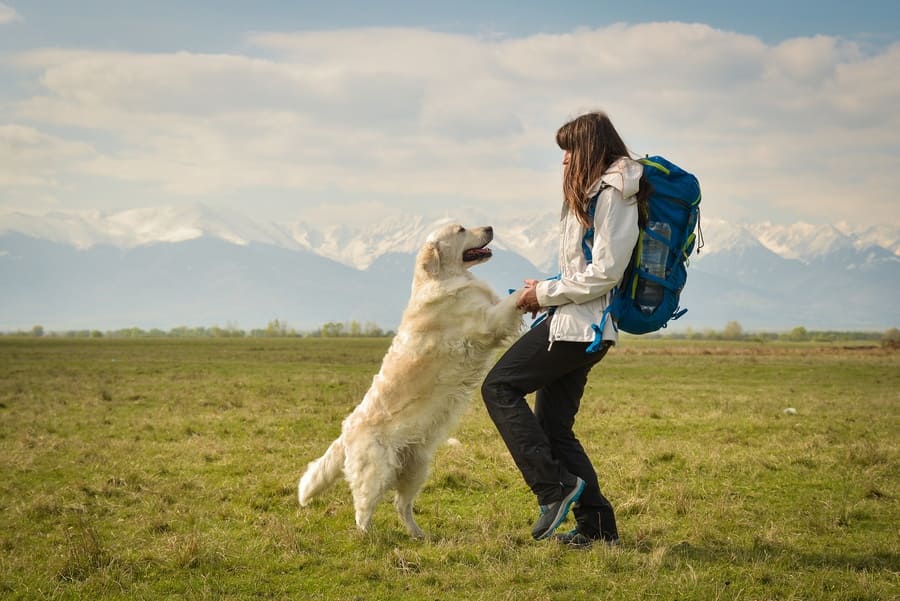 A happy golden retriever is greeting his female owner, jumping up on her. 