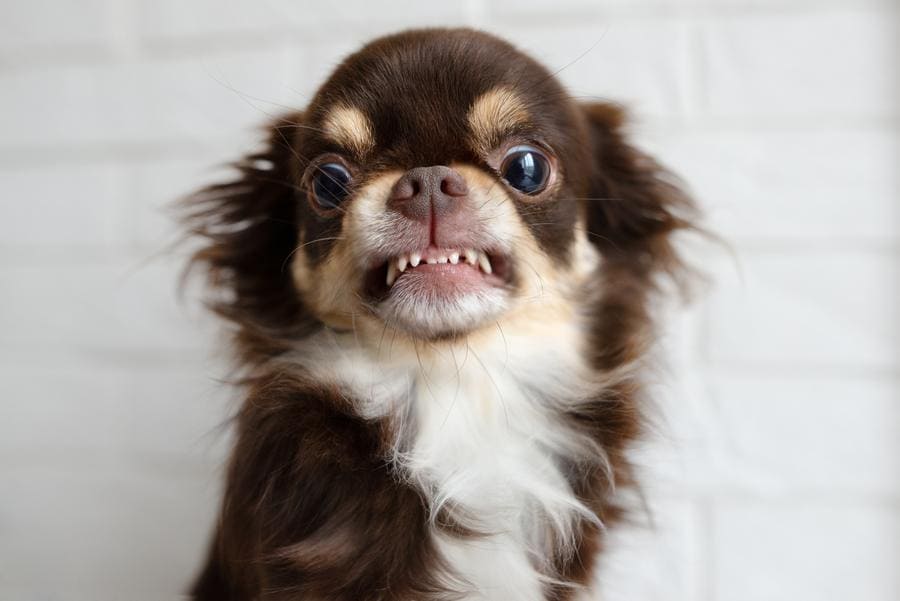 A chihuahua dog snarling and looking angry. 