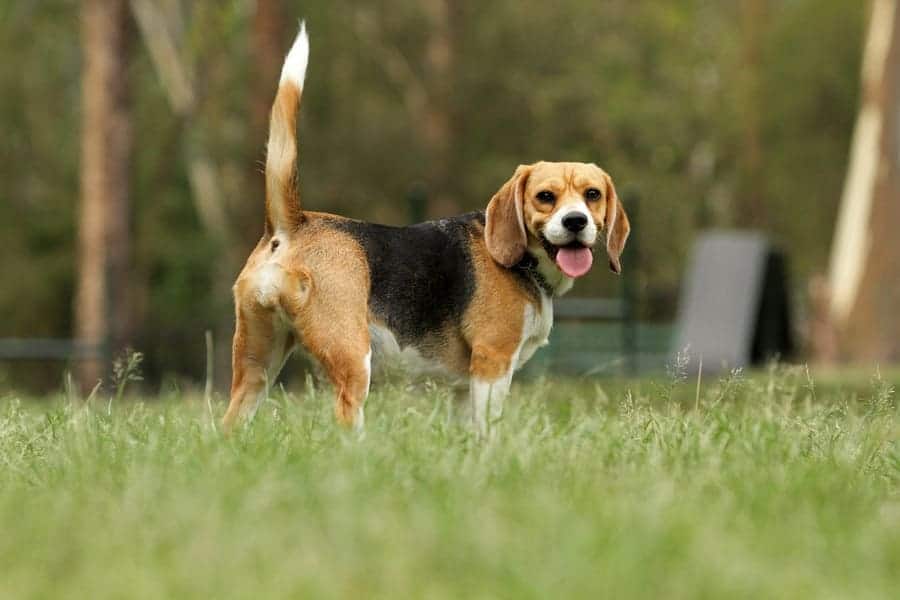 A Beagle dog is looking alert with his tail sticking straight up. 