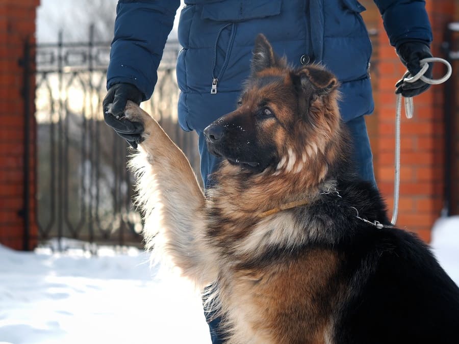 A German Shepard holding his owners’ hand. 