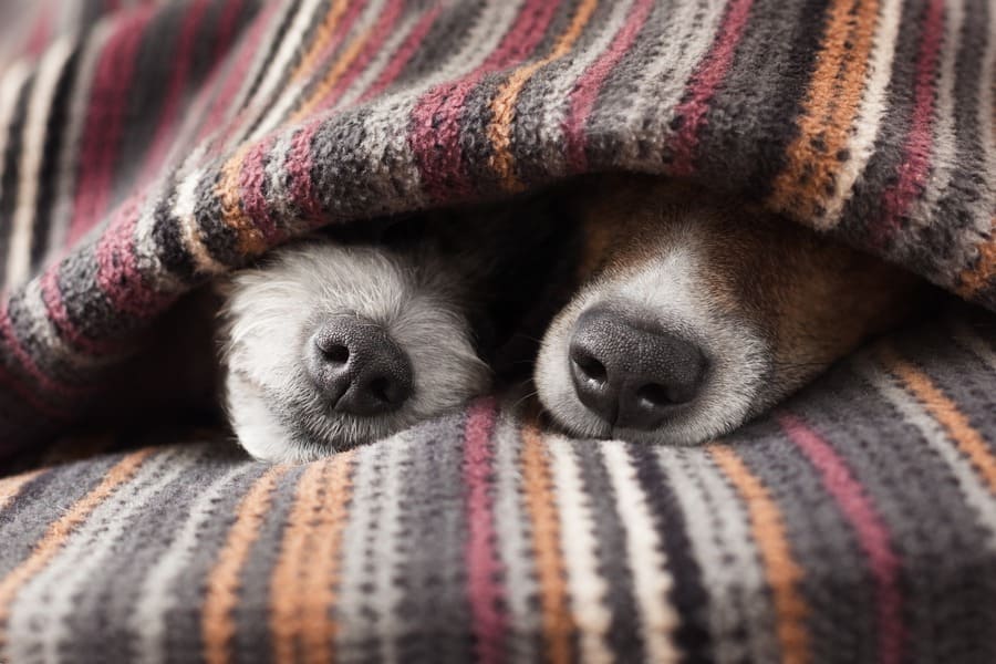 A couple of dogs sleeping together under the blanket. 
