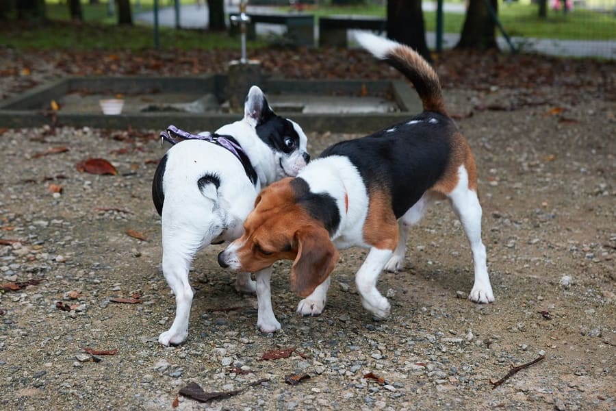 French bulldog and a beagle are greeting each other by sniffing their behinds. 