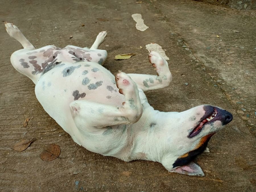 A cute dog is lying on his back, pretending to be dead. 