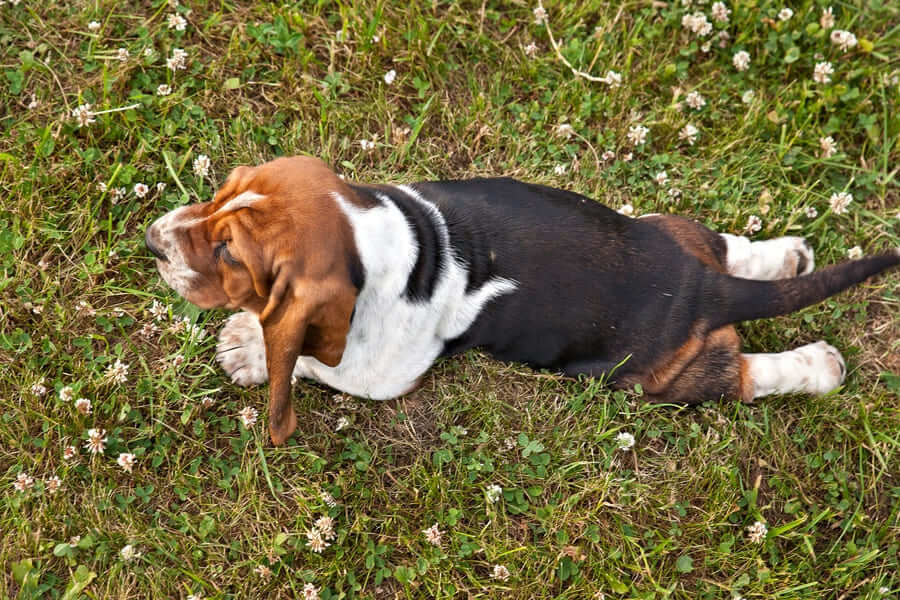 A Basset Hound puppy lying on his stomach with his paws stretched out in the green grass. 