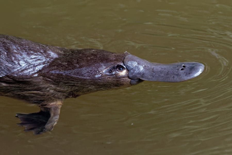 platypus swimming in the water 