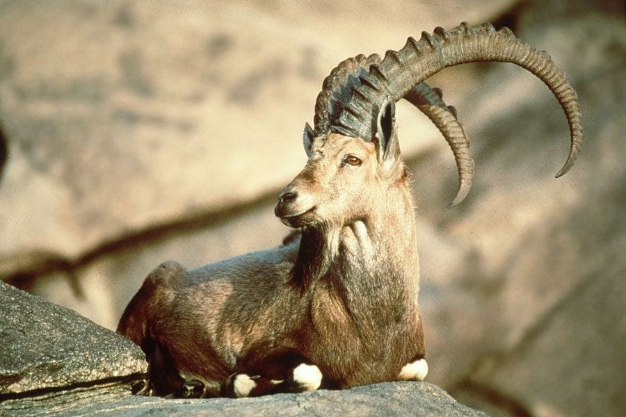 Pyrenean Ibex sitting on a rock 