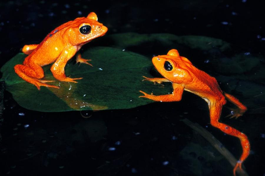 a golden toad sitting on top of another golden toad 