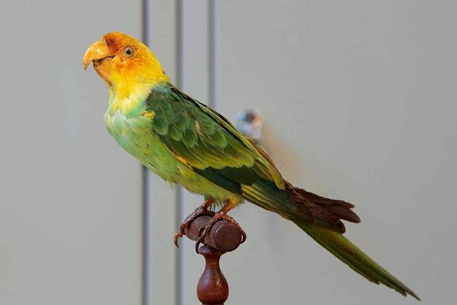 Carolina Parakeet sitting on a perch 