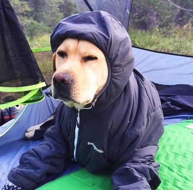 Dog wearing a parka with its hood on 